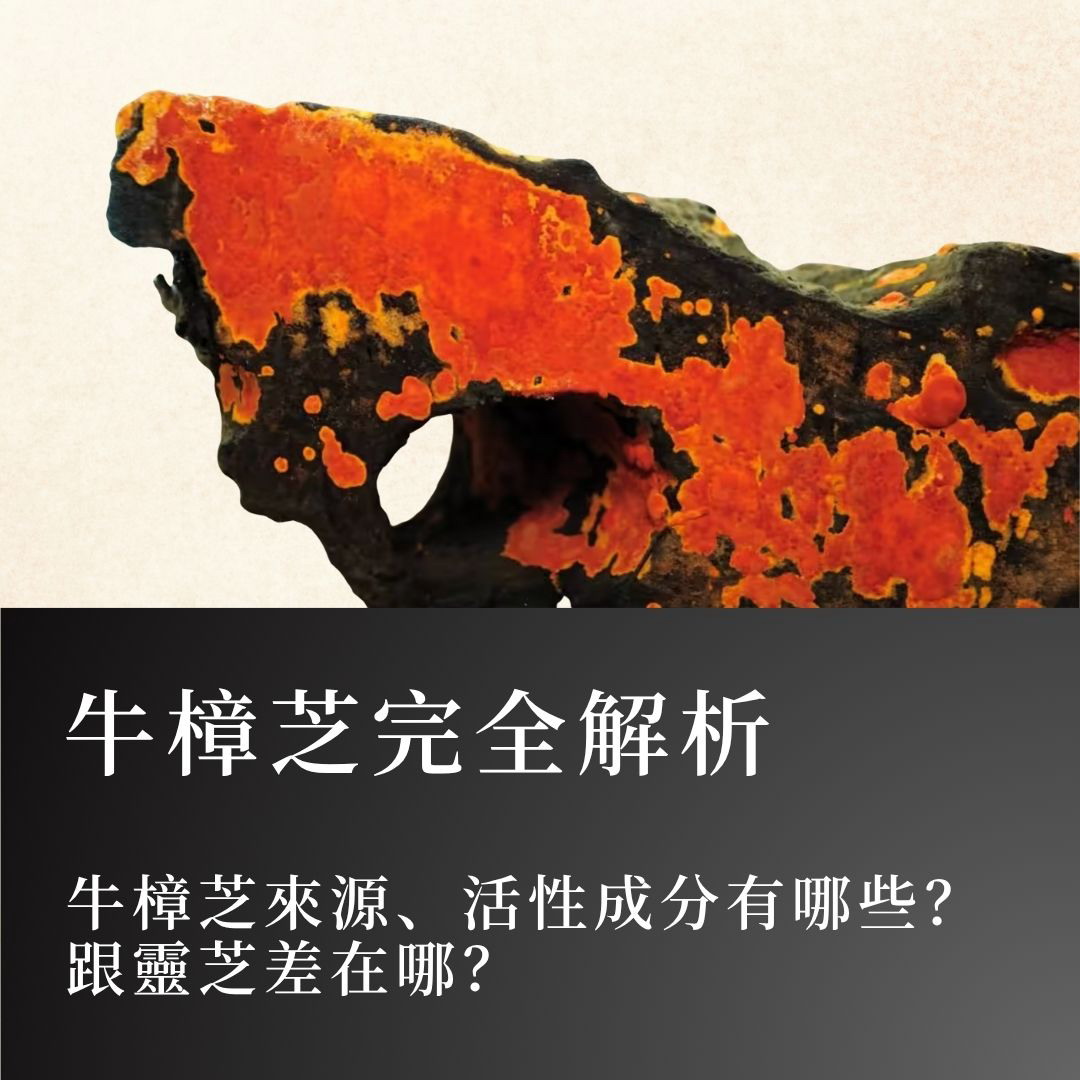 台中峰林牛樟芝