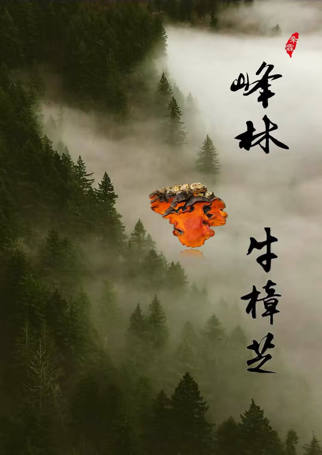 台中峰林牛樟芝