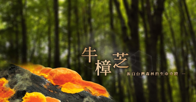 峰林牛樟芝 - 台灣原生椴木牛樟芝子實體專家