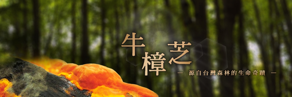 峰林牛樟芝 - 台灣原生椴木牛樟芝子實體專家
